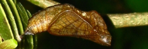 Pupae